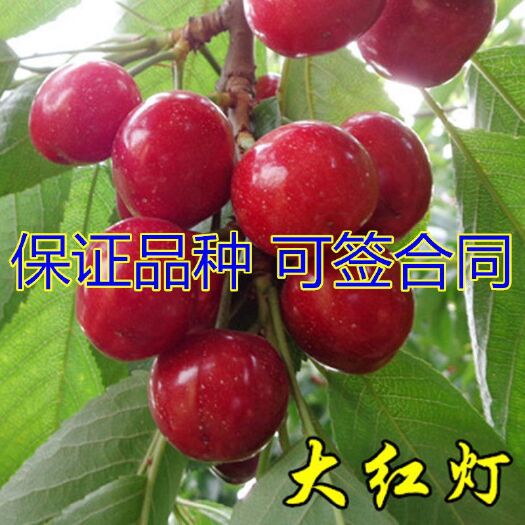 平邑县 大红灯樱桃苗适合南北方种植