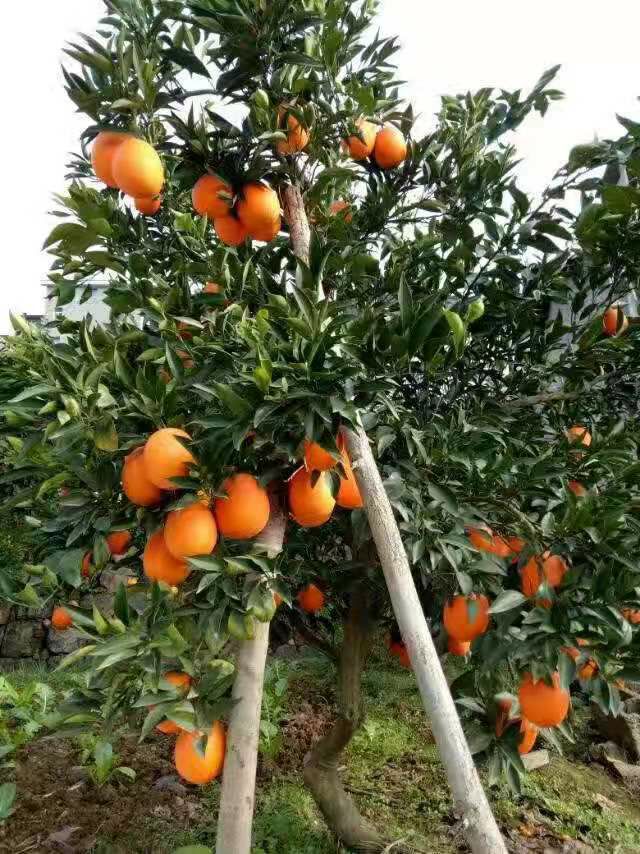  芦柑  椪柑  产地直销  一手货源  果园看货选购