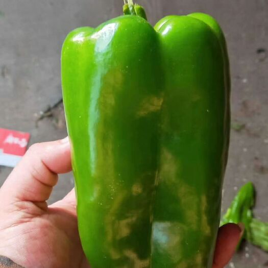 凌源市青椒王 5~10cm 甜辣 靑色