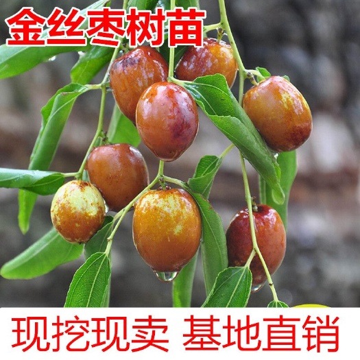 平邑县 金丝枣树苗适合南北方种植