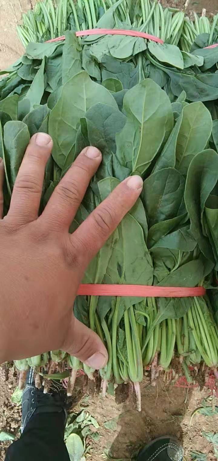 圆叶菠菜种子  菠菜种子（菠菜种子）