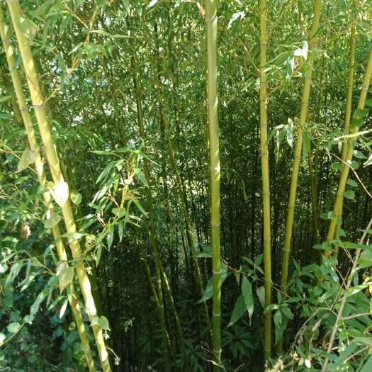 嵩明县 牛栏江金竹