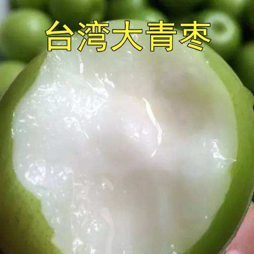 平邑县 大青枣树苗适合南北方种植