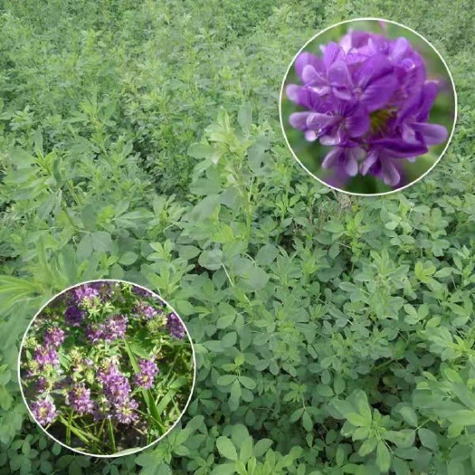 郓城县苜蓿草  紫花苜蓿 牧草种