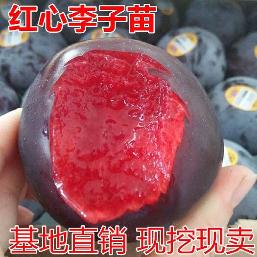 平邑县红心李子苗适合南北方种植量大优惠