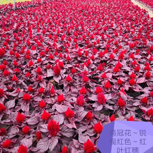 广州 鸡冠花种子国产各品种各系列草花种子