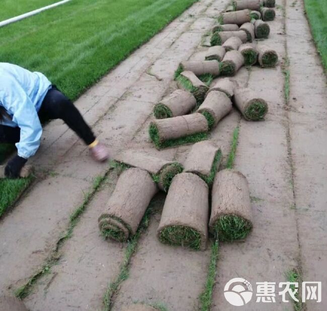 高羊茅 优质混播草皮，沙质土壤，根系发达宜活售卖中