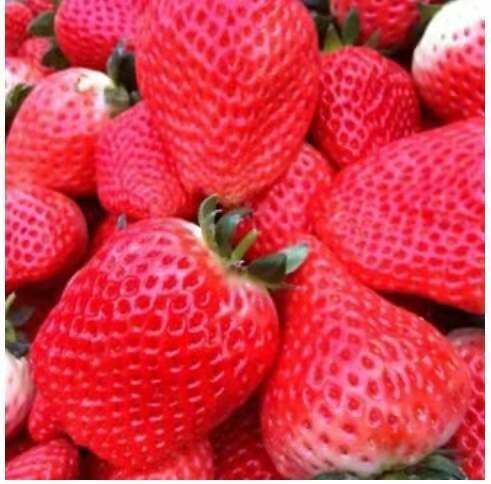 东海县奶油草莓 20克以上