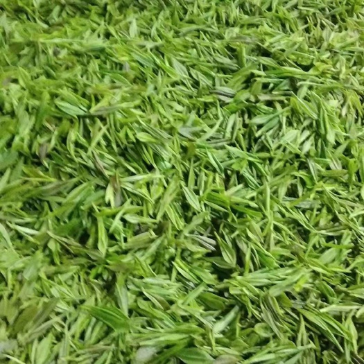 吉首市 湘西黄金茶