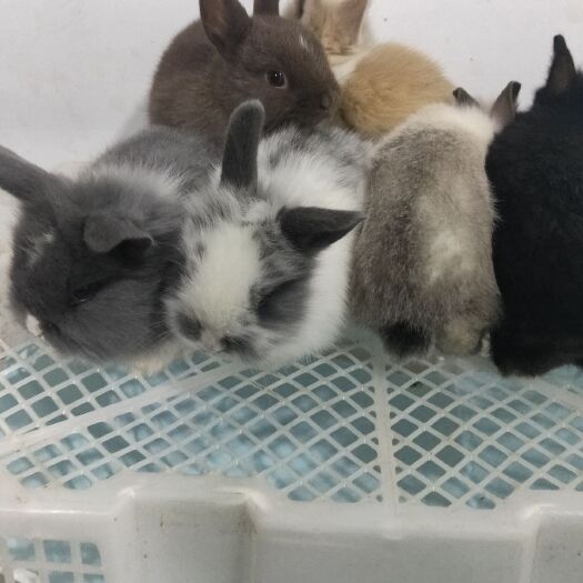 太和县海棠侏儒兔 宠物兔批发零售。提供宠物店市场。现在可以发货了。