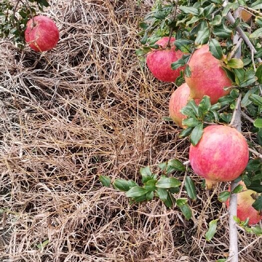 会理市突尼斯软籽石榴 自家种的 新鲜味甜无籽 欢迎大家订购
