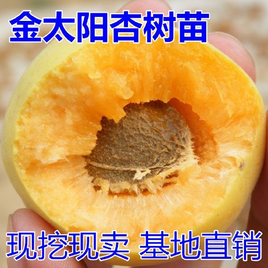 平邑县 金太阳杏树苗适合南北方种植