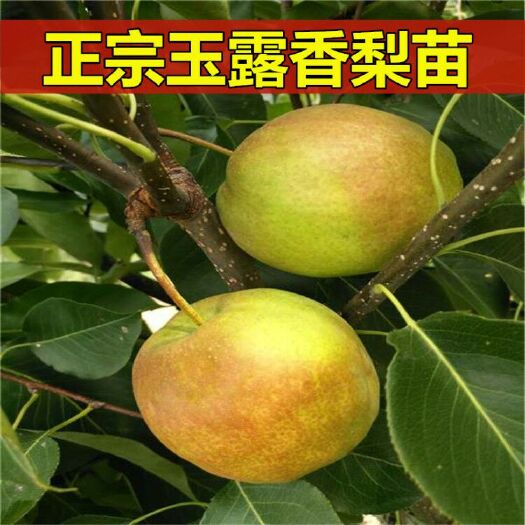 平邑县玉露香梨树苗 玉露香梨苗支持试种基地直销、现挖现卖、包品种成活死苗补发