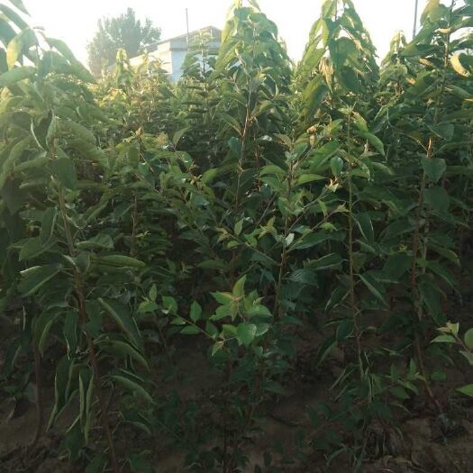 泰安 吉塞拉大樱桃苗