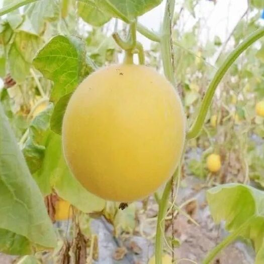  宁夏黄甜瓜出售