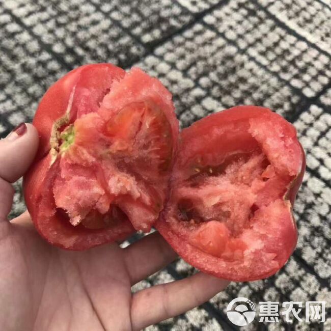  草莓番茄口感礼品西红柿苗寿光苗场基地直销