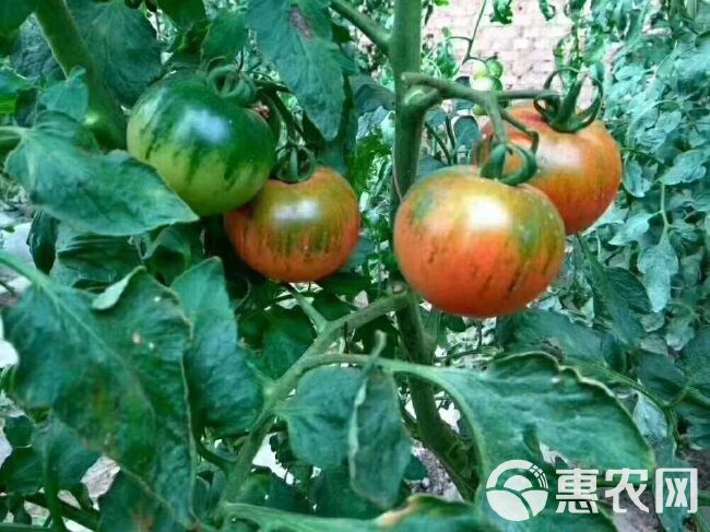  草莓番茄口感礼品西红柿苗寿光苗场基地直销