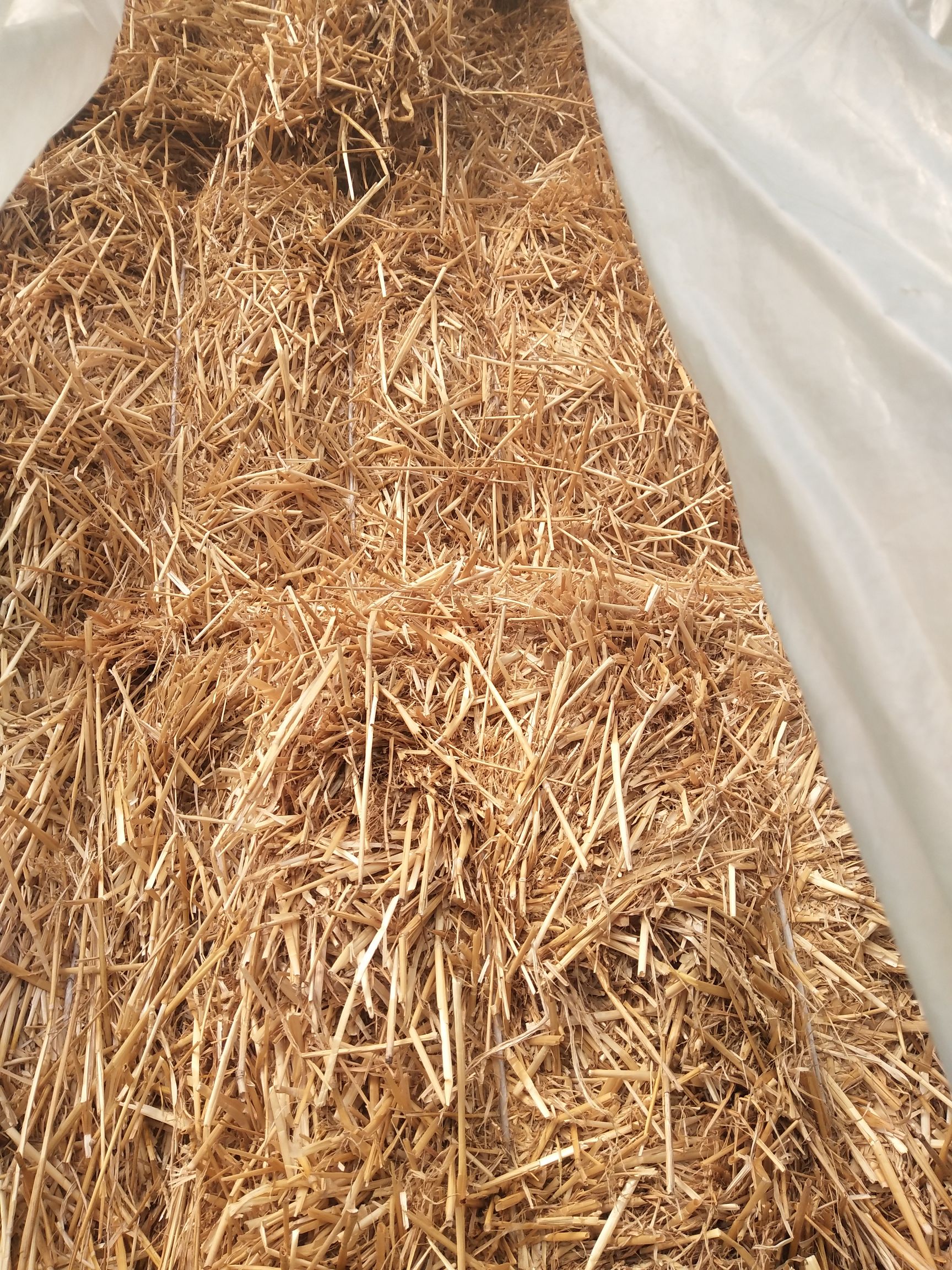  低价格高质量的小麦秸秆现货量大，欢迎采购