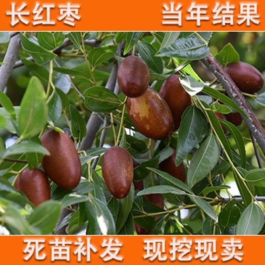 平邑县 长红枣树苗适合南北方种植