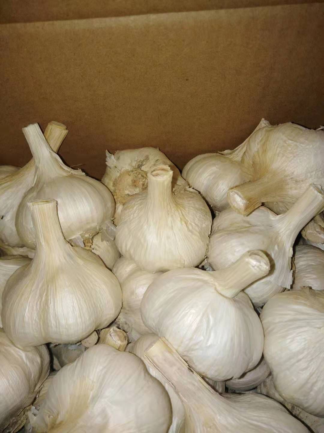  精品大蒜(清香型)