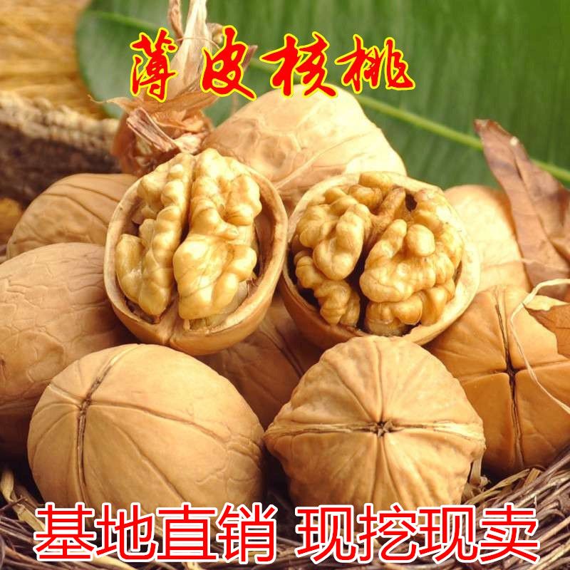 薄皮核桃苗适合南北方种植