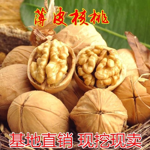平邑县 薄皮核桃苗适合南北方种植