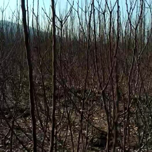 新泰市珍珠油杏苗