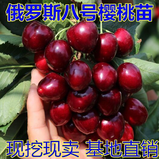 平邑县 俄罗斯8号樱桃苗适合南北方种植