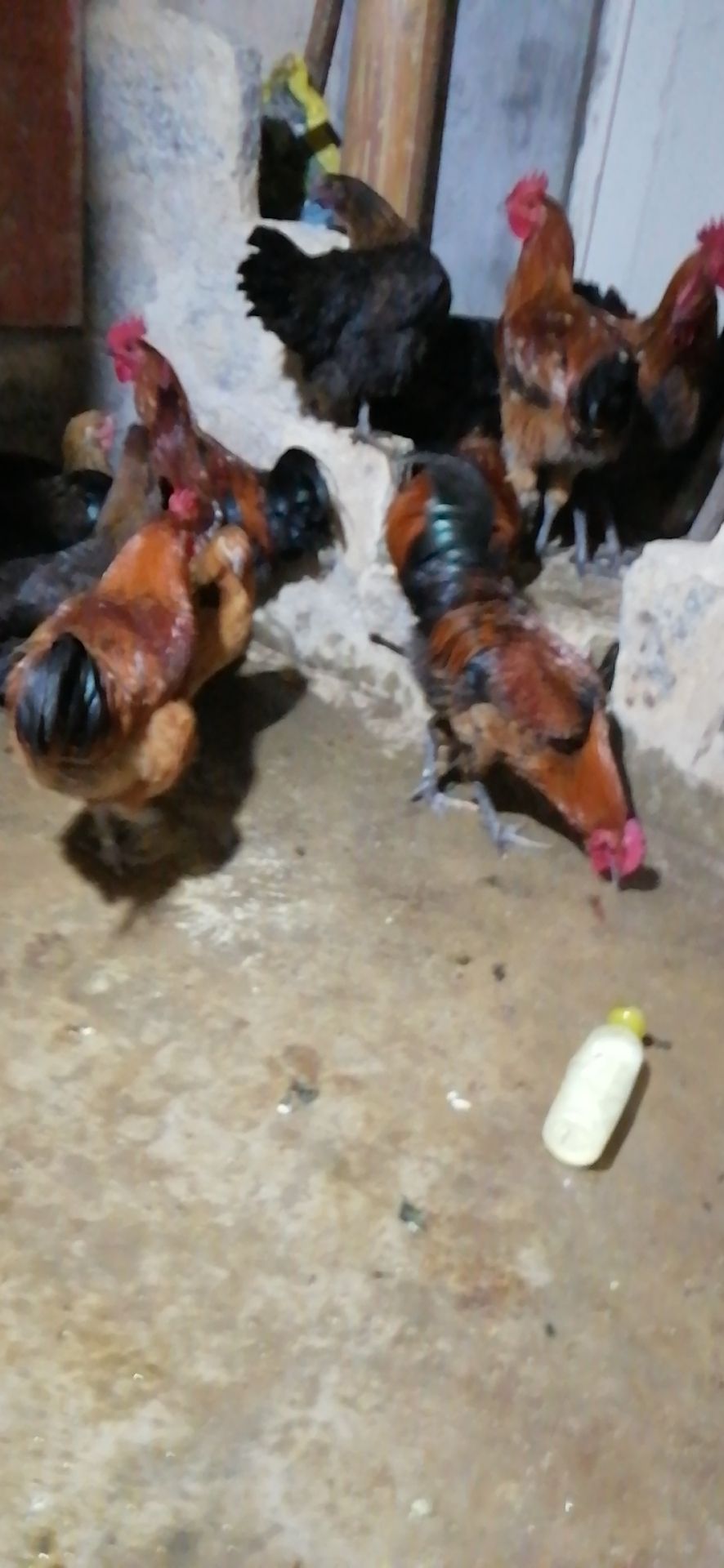 云南土鸡苗 正宗云南本地散养土鸡