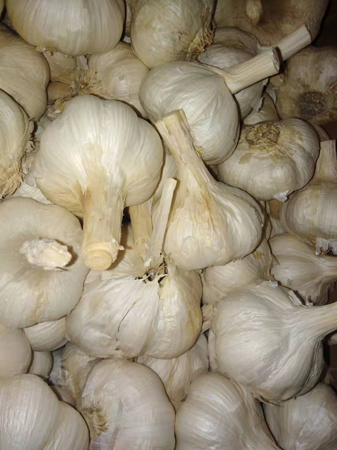  精品大蒜(清香型)