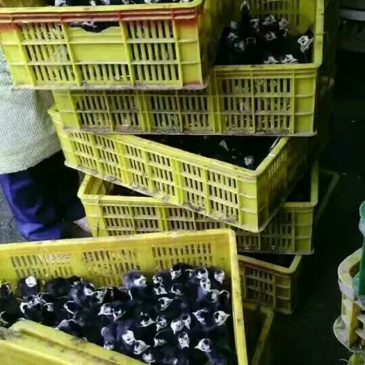 南宁火鸡苗 统货