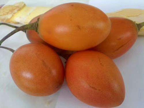 长宁县西红柿苗  新西兰树番茄苗，2年大苗（一般第三年结果）