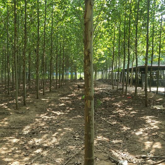 博爱县速生法桐 法桐树米径8公分100元/棵！处理了