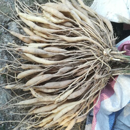 江门 大量天冬出售