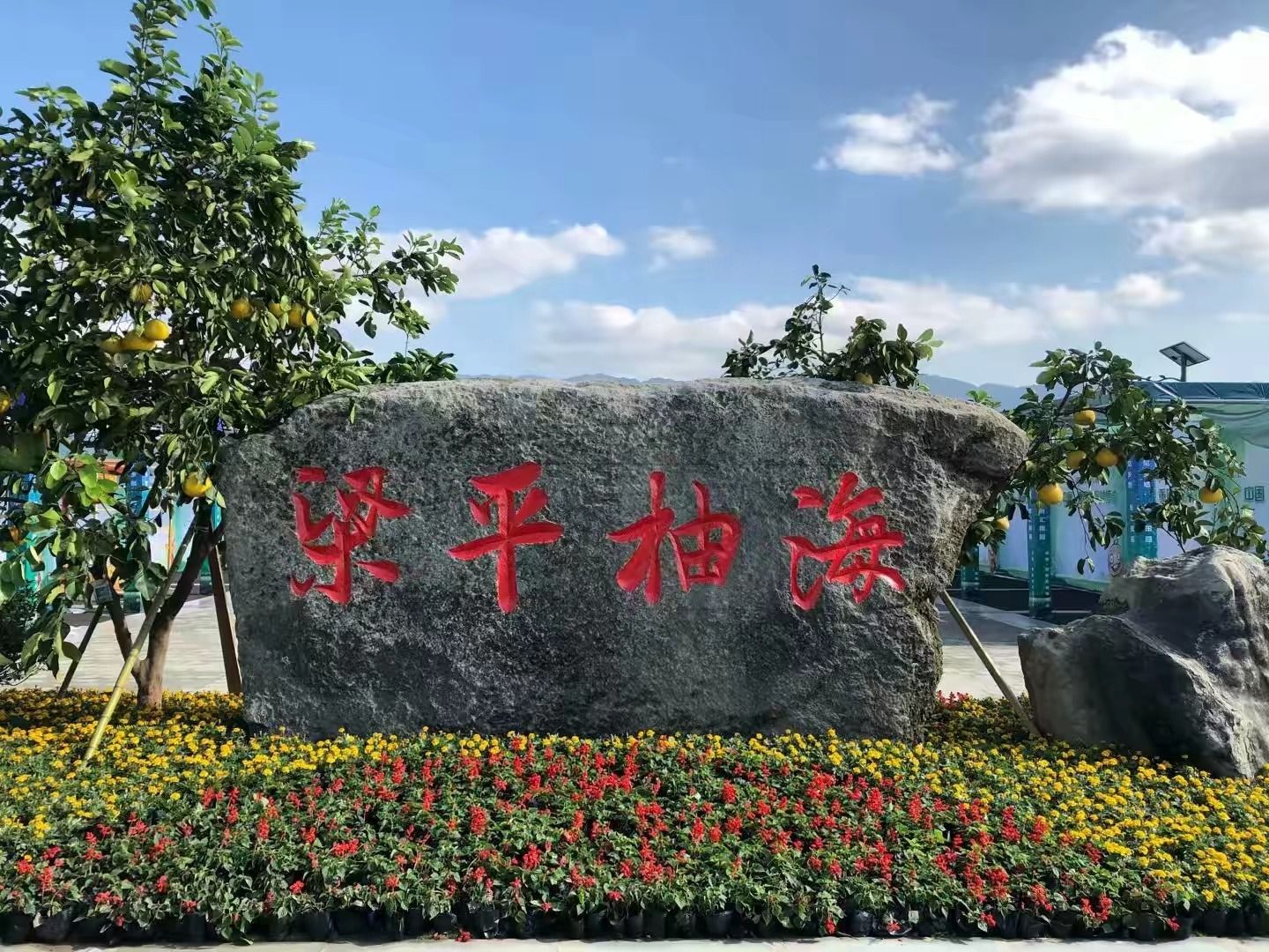 梁平柚 梁山柚 平顶柚 麻柚