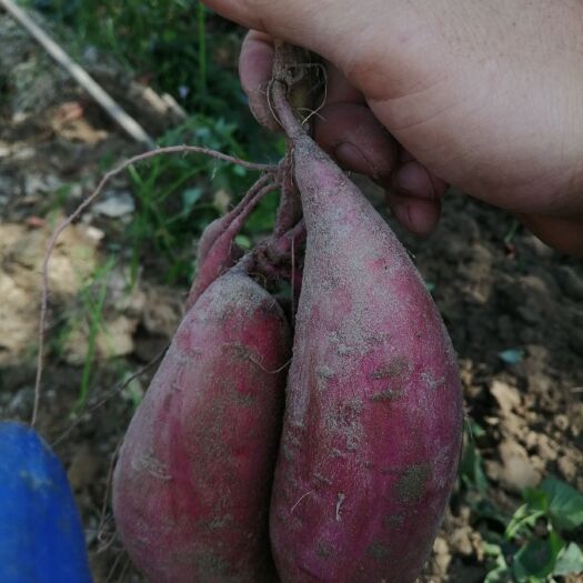 陆丰市湖 混装通货 红皮