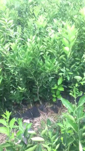 金堂县卡拉卡拉红肉脐橙苗 红肉脐橙苗