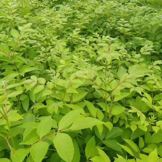 瑞昌市 正宗江西吴茱萸苗