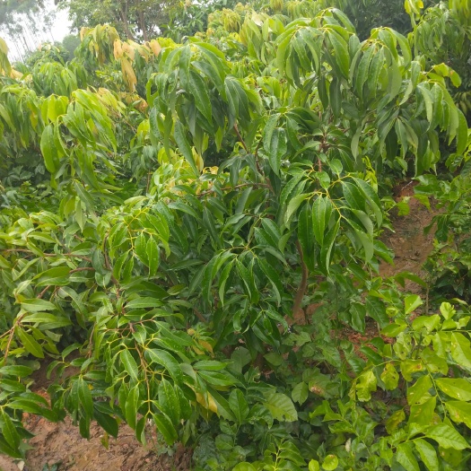 灵山县无核荔枝苗