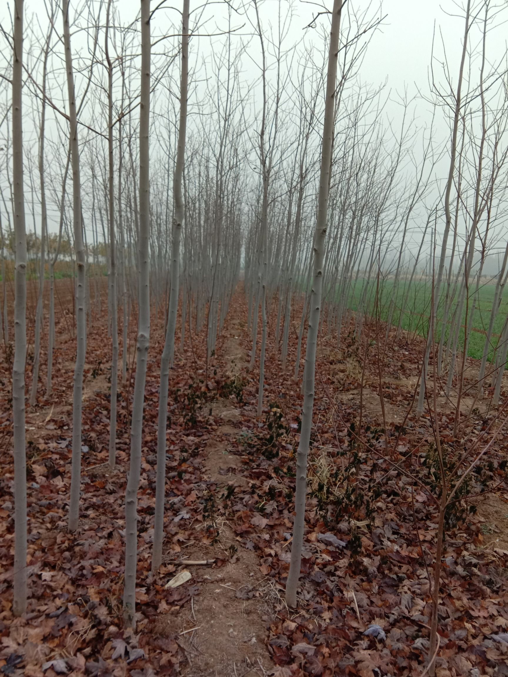 美国红枫苗 美国