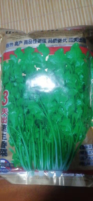 诸城市大叶香菜种子全国各地包邮到家质量好产量高耐抽苔