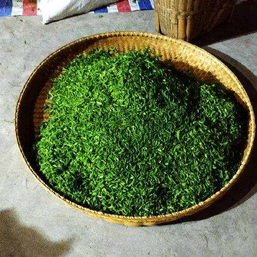 金寨县 大别山野生绿茶