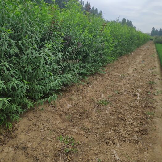 泰安 毛桃苗 实生桃苗 桃砧木苗 规格齐全