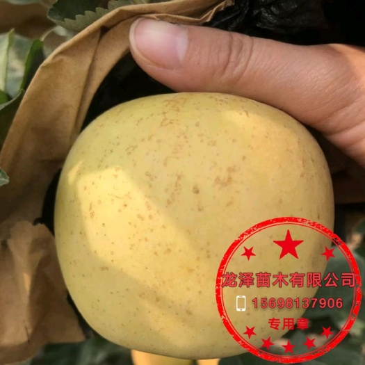 泰安瑞雪苹果苗 矮化苹果苗品种