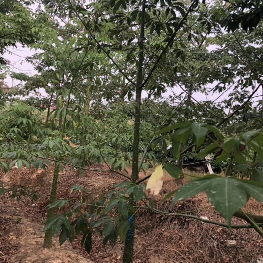 普宁市美丽木棉  美丽异木棉（美人树）米径：5-8-12-15-30公分