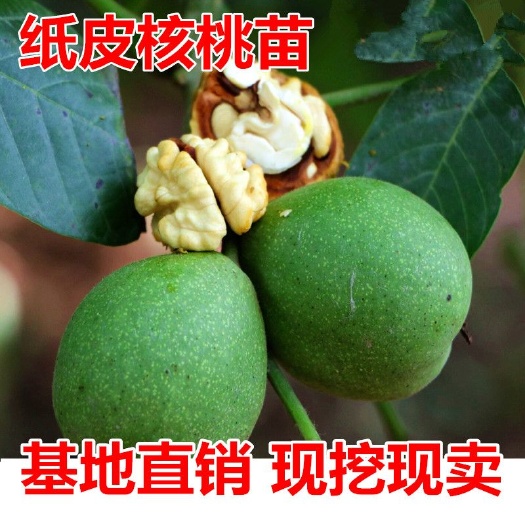 平邑县 纸皮核桃苗适合南北方种植