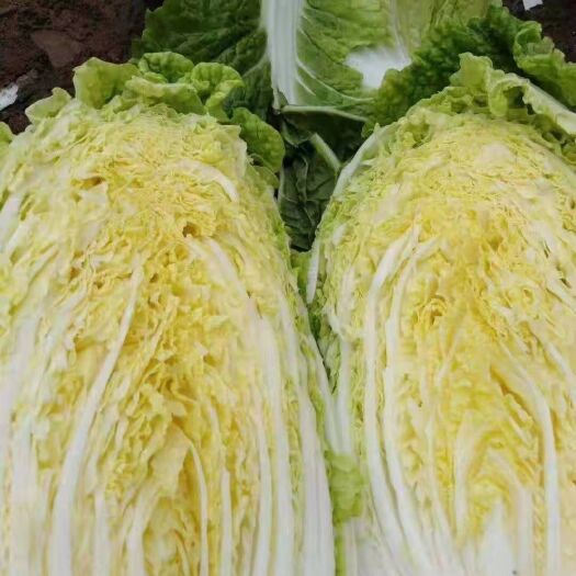 潍坊 白菜种子（黄心白菜种子）