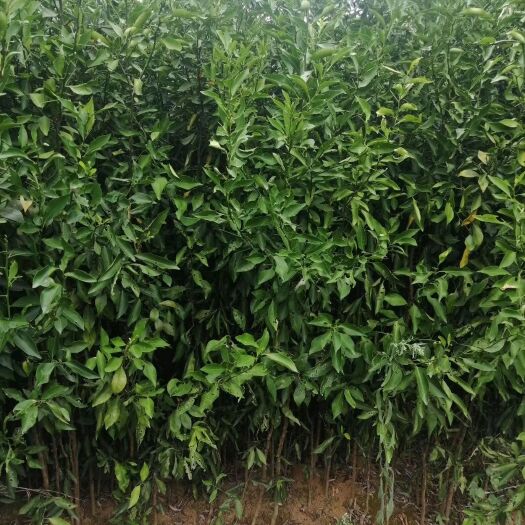 阳朔县酸柑苗 酸桔苗 茶枝柑砖木