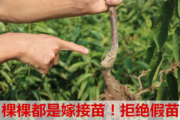  白玉櫻桃苗適合南北方種植