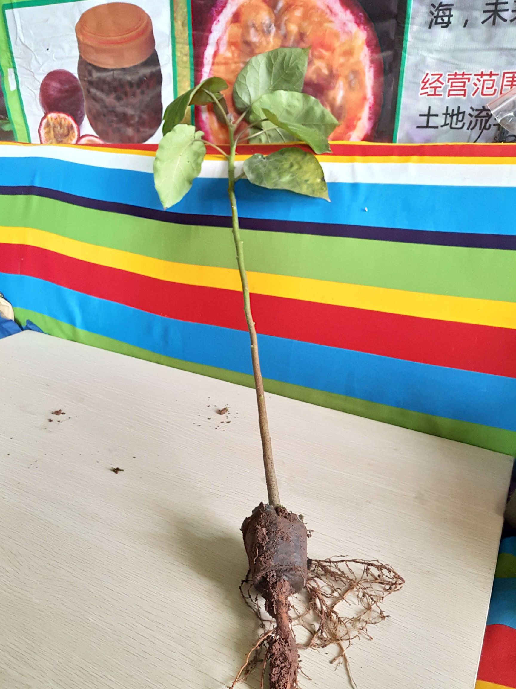 西红柿苗  新西兰树番茄苗，2年大苗（一般第三年结果）